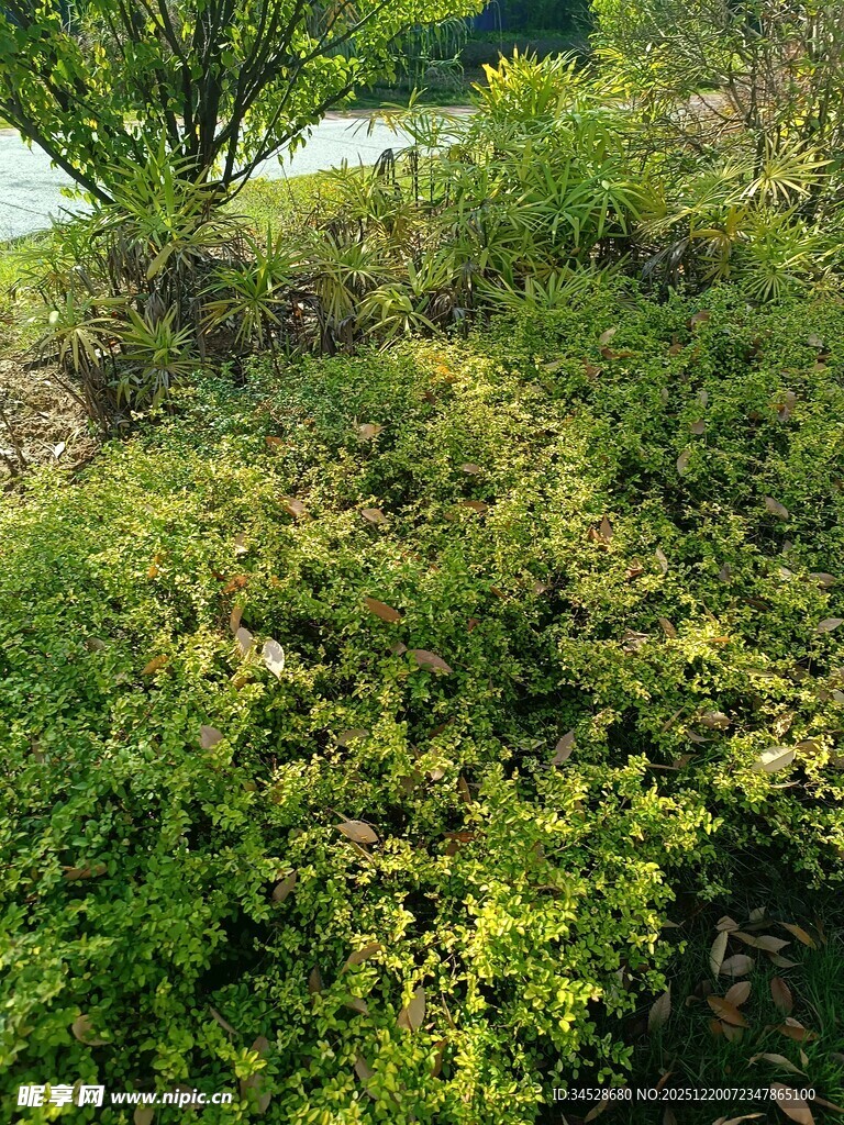 绿意盎然的繁茂植物景观