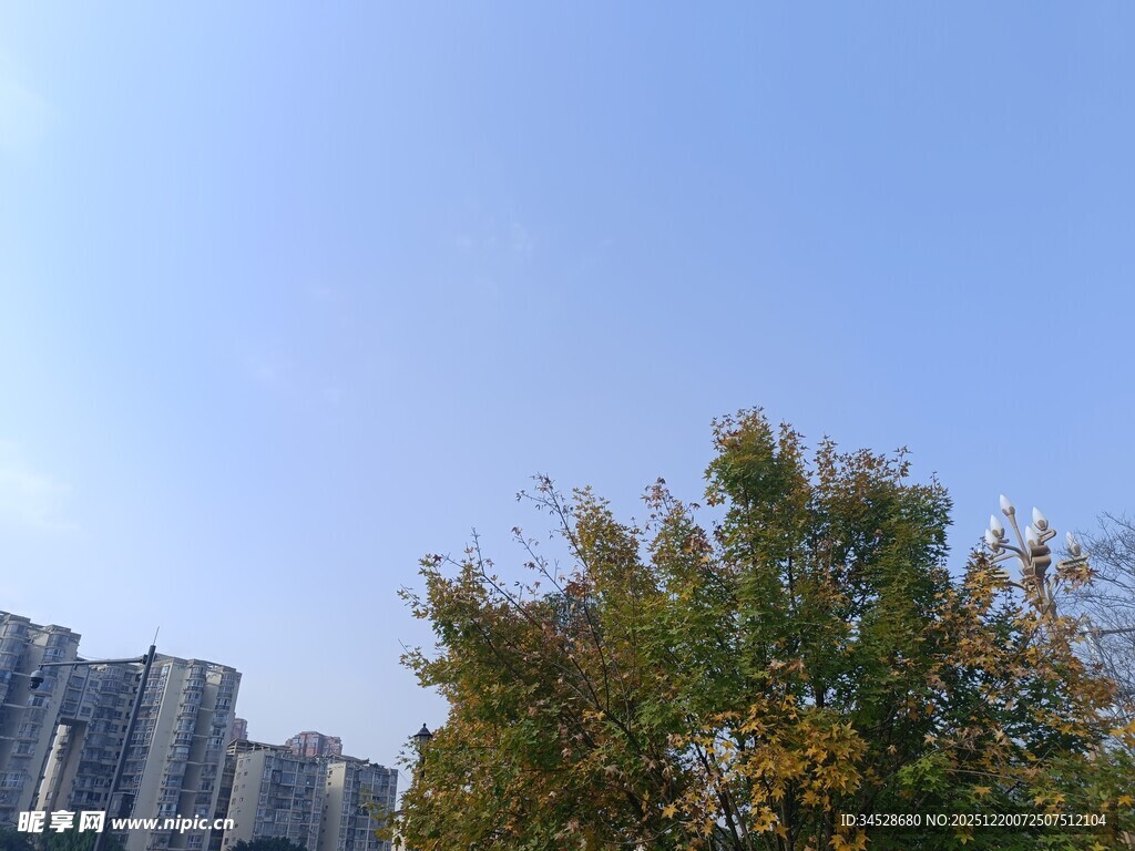 城市中蓝天绿树与高楼