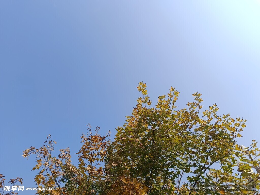 秋日树梢映蓝天