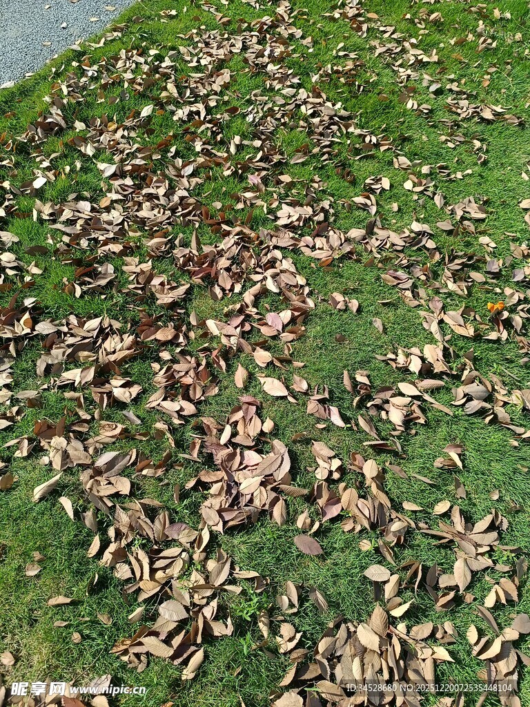 草地上的散落枯叶