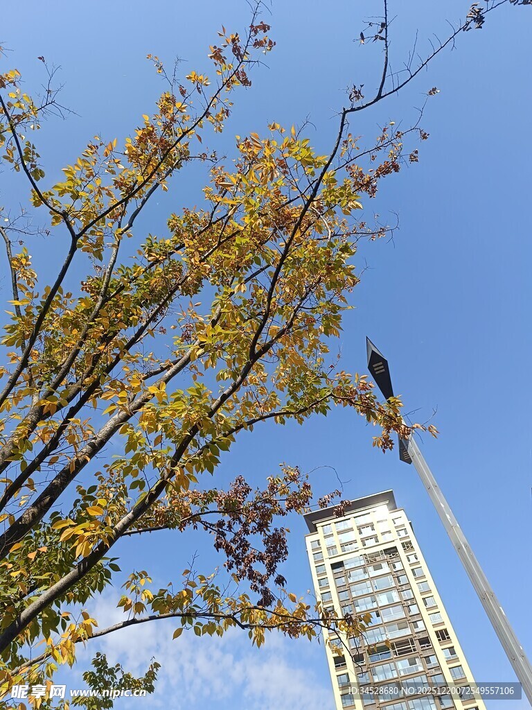 秋日树梢与高楼景致