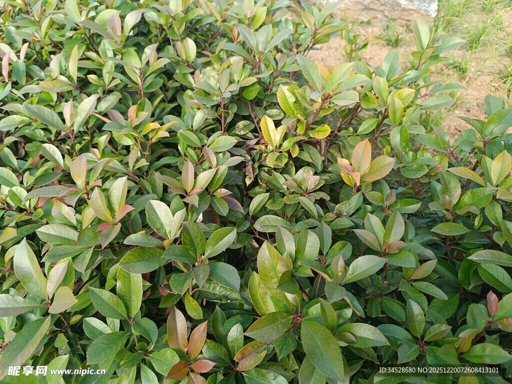 绿叶繁茂的植物景观