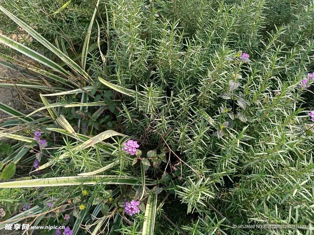 草丛中的紫色小花