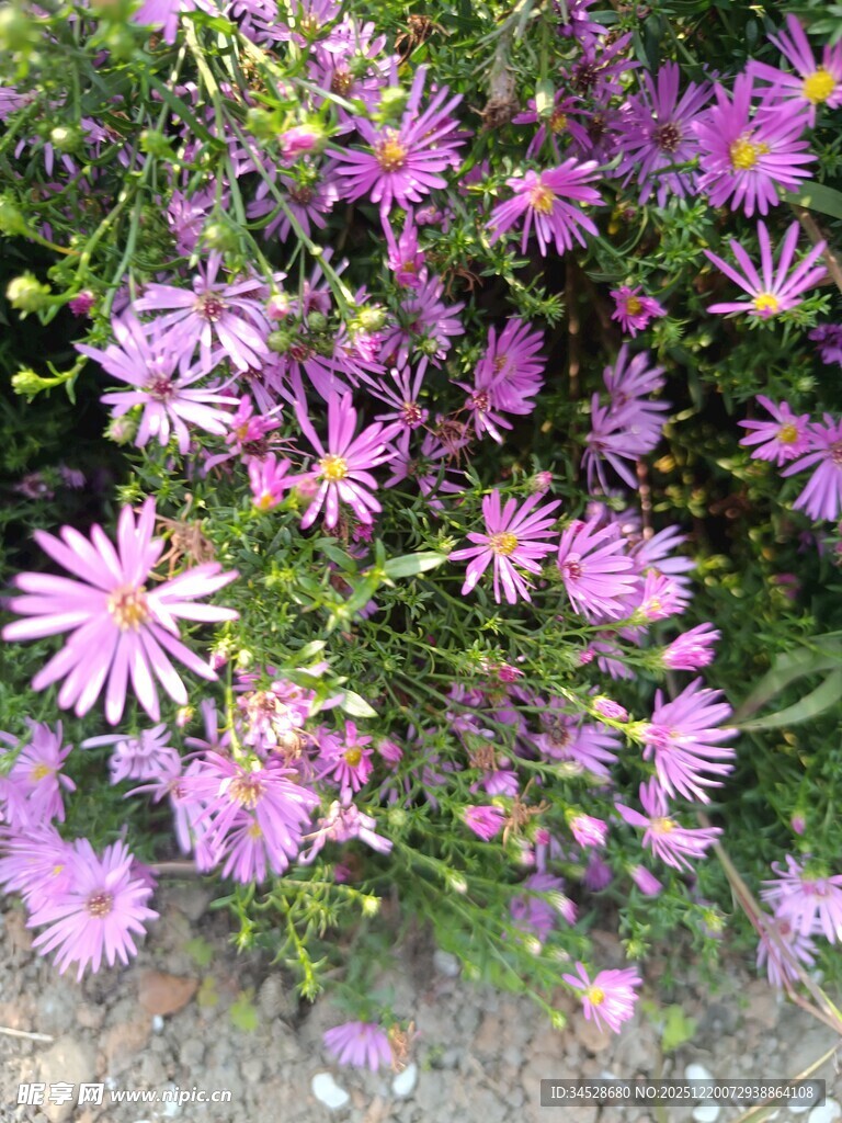 紫色小花绽放于绿叶间