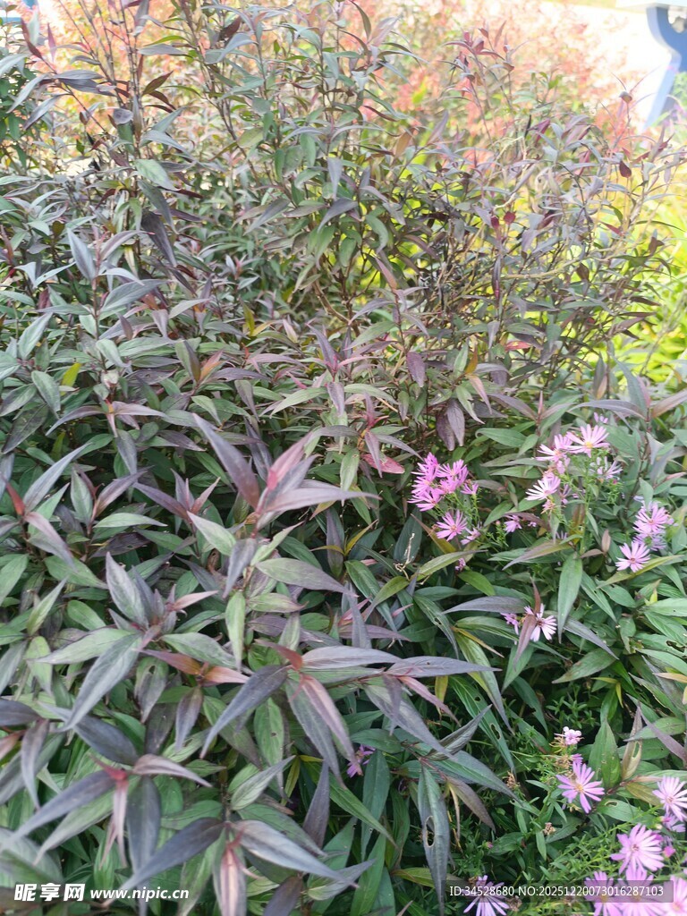 绿叶间绽放的粉色小花