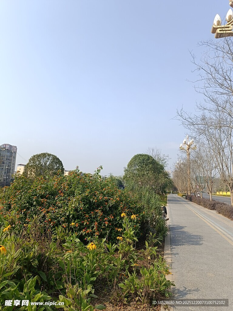 路边绿意盎然的灌木丛