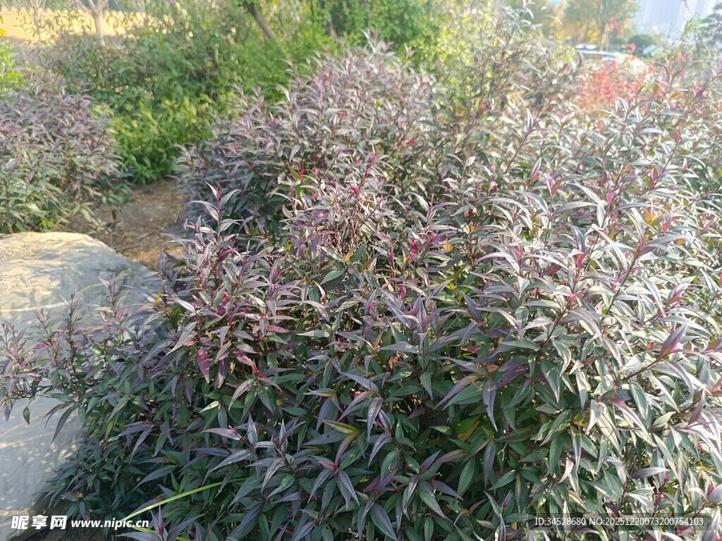 紫色枝叶植物景观