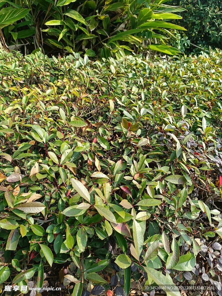 多彩叶片植物景观