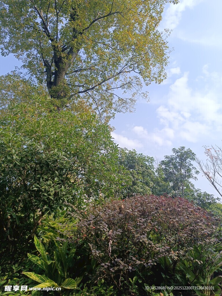 夏日繁茂绿植景观