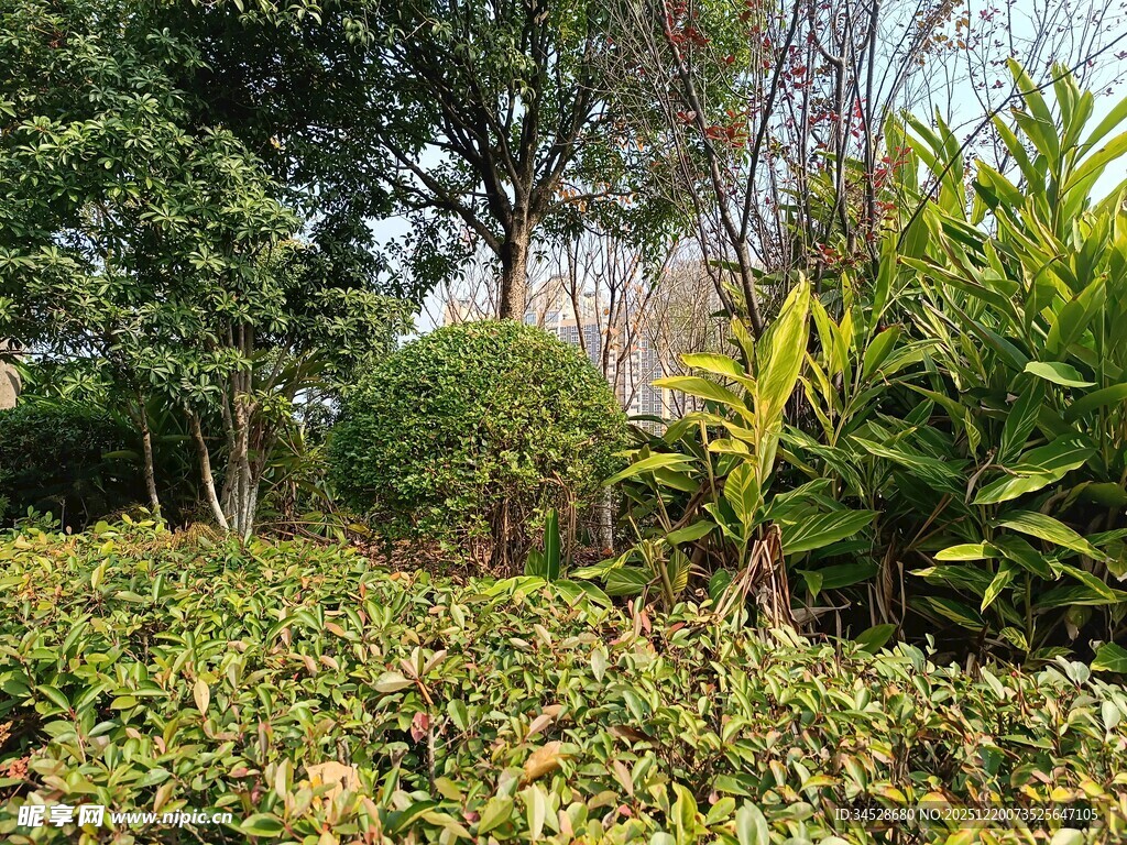 绿意盎然的户外植物景观