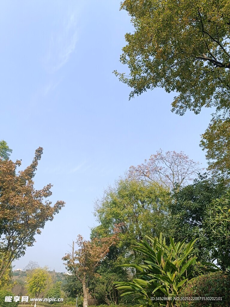 秋日树林蓝天美景