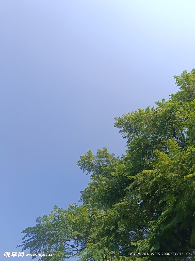 蓝天绿树间的清新景致