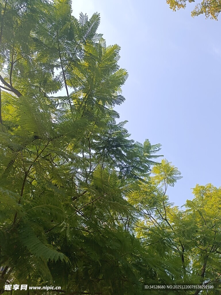 蓝天映衬下的葱郁绿树