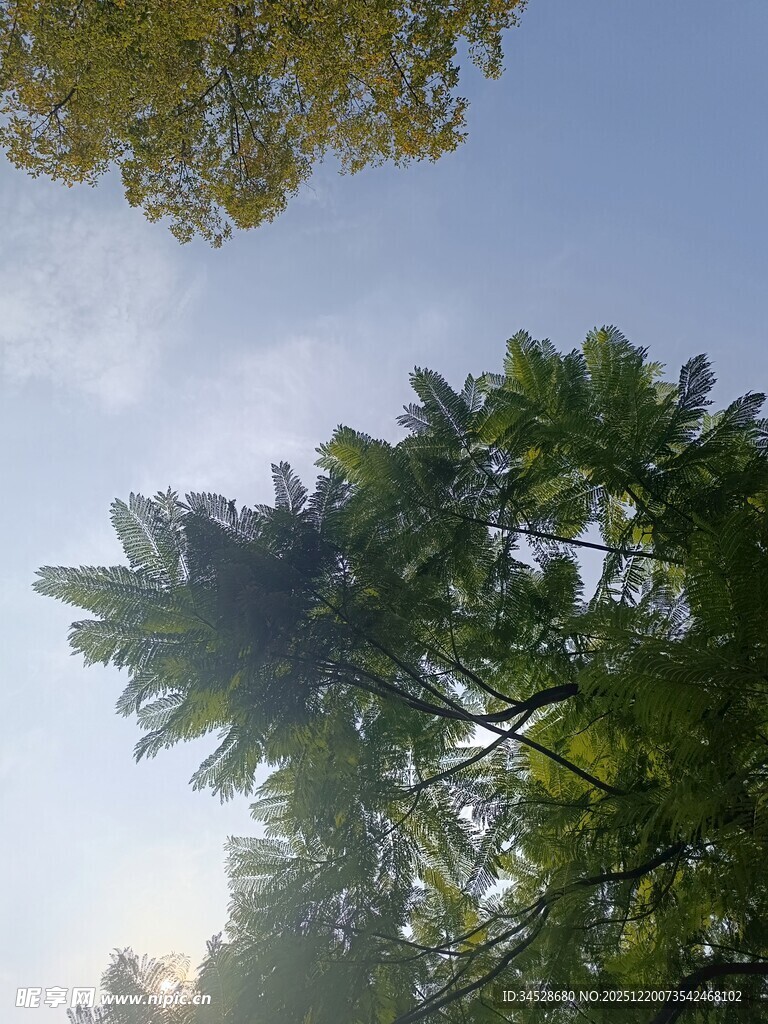 仰视葱郁树木绿意盎然