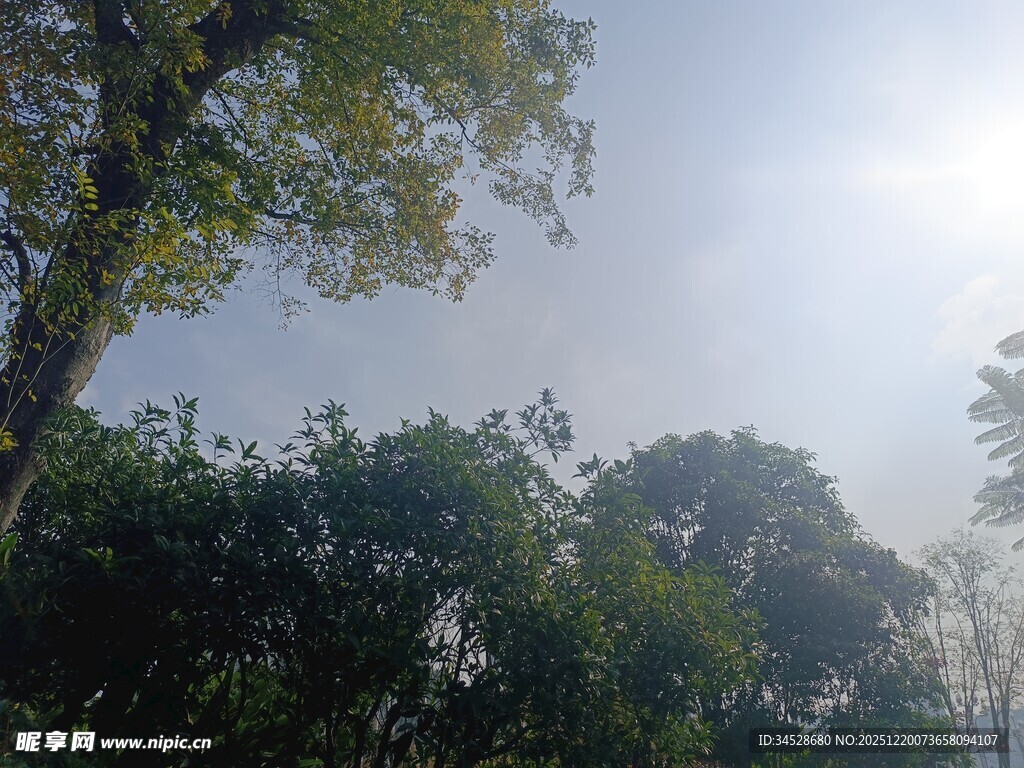 林间树梢望天空