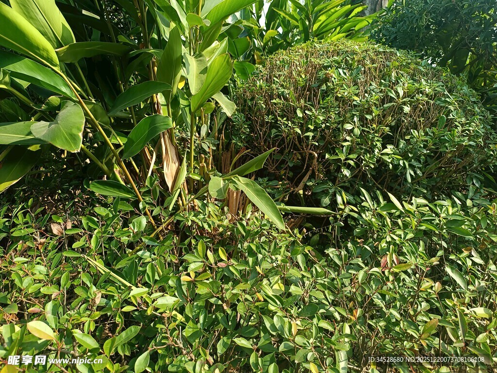 茂密丛林中的绿色植物景观