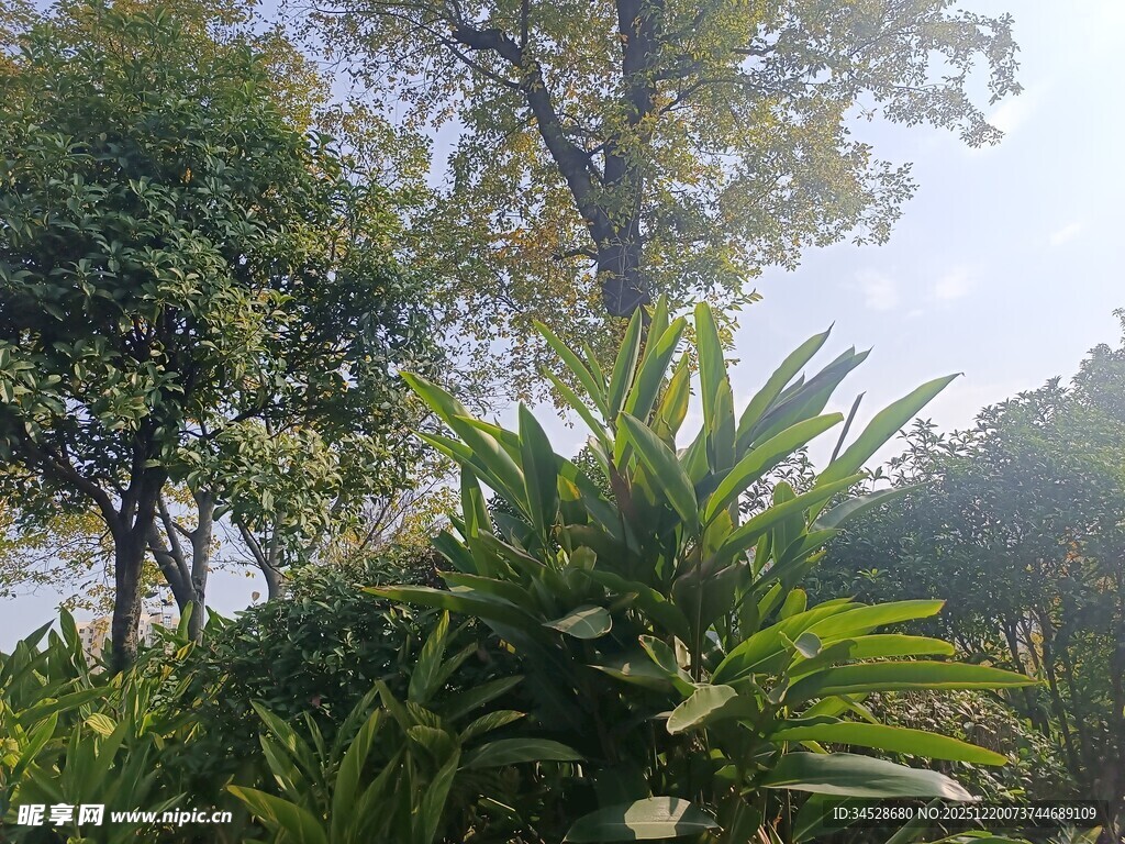 绿意盎然的户外植物景观