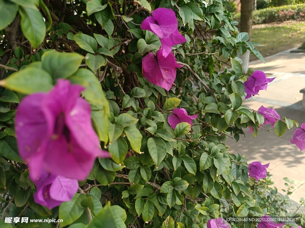 绽放的紫色牵牛花