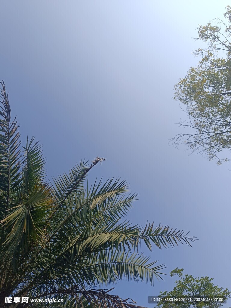蓝天映衬下的棕榈树