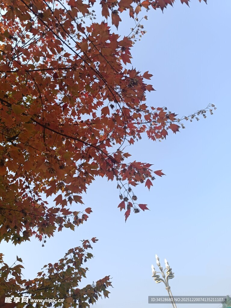 秋日红枫映蓝天