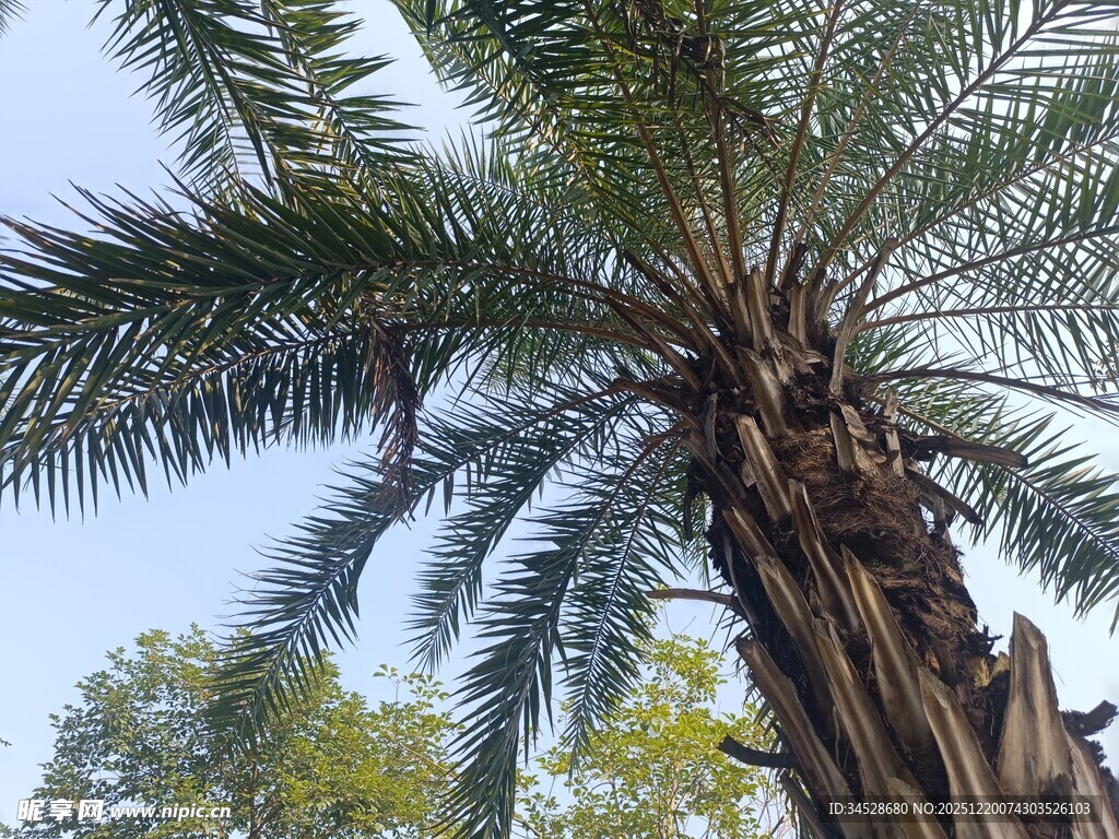 高大棕榈树 