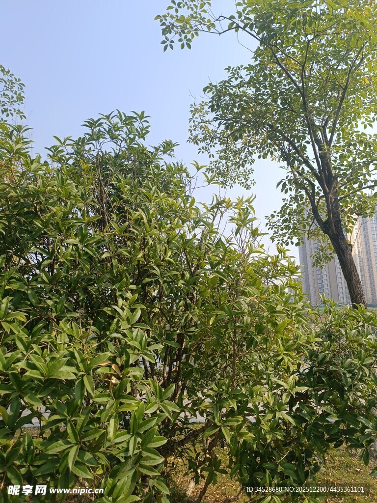 绿树蓝天间的自然景致