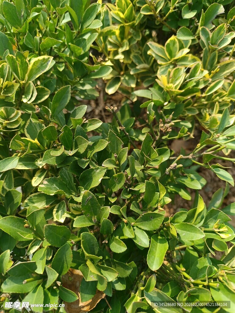 绿叶繁茂的植物景观