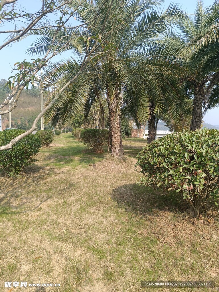 户外棕榈树与绿植景观