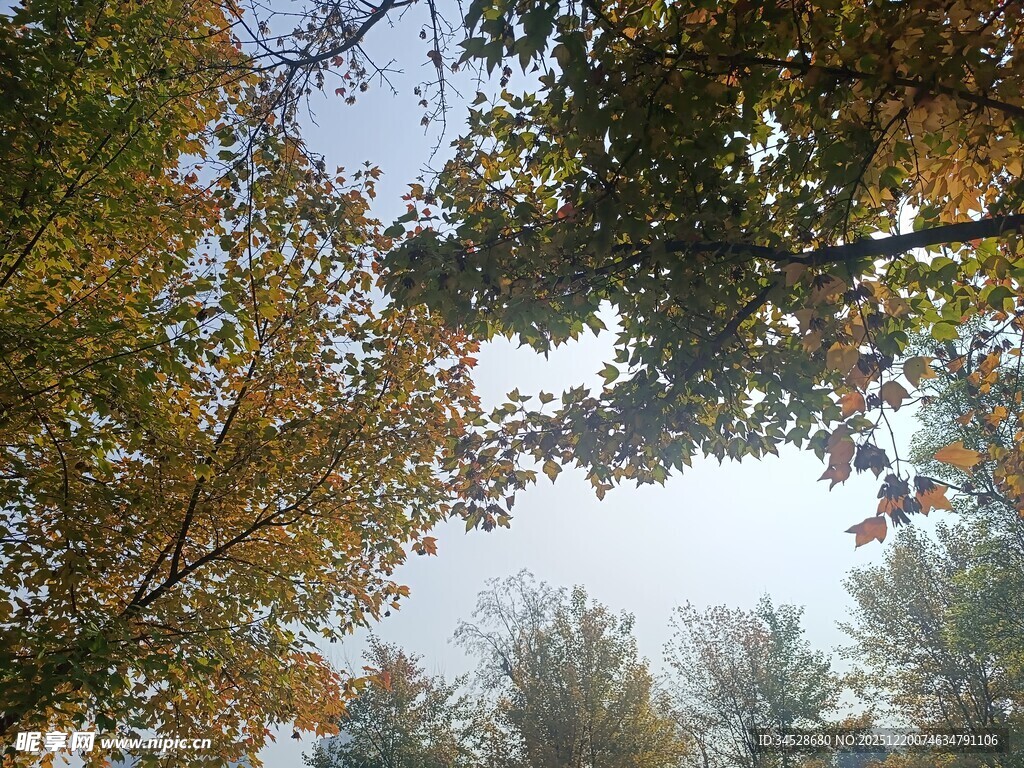 仰望秋日斑斓树冠