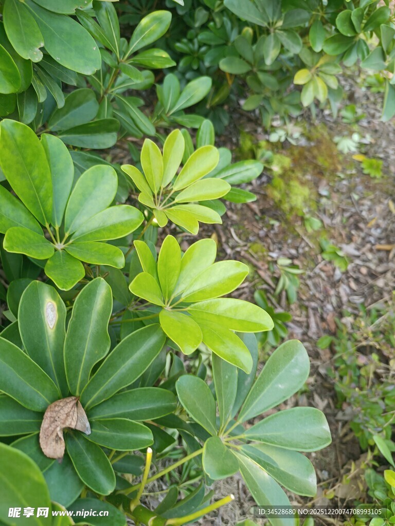 绿叶丛中的生机盎然