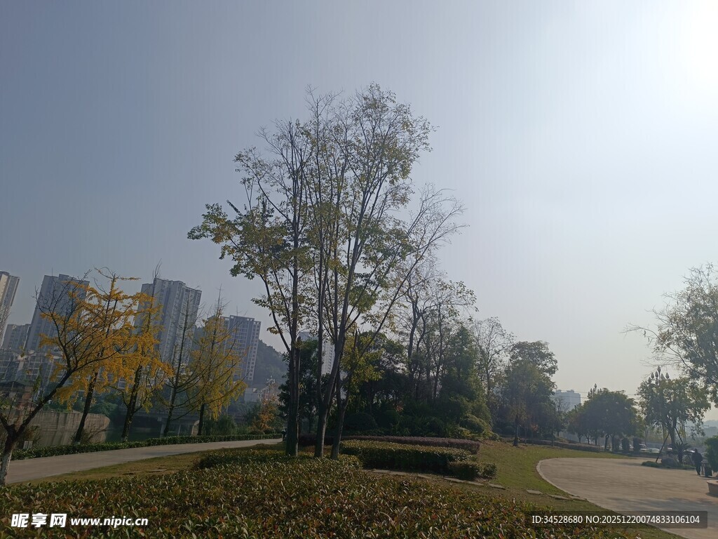 城市公园中的树木与道路