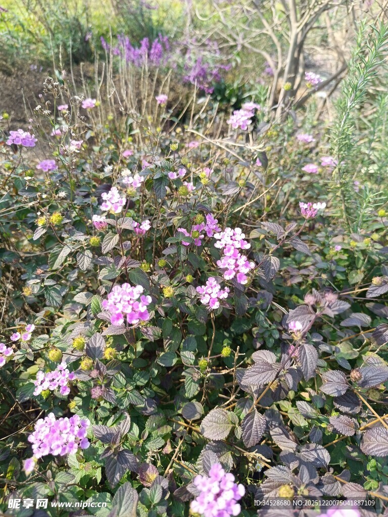 繁花盛开的美丽植物景观