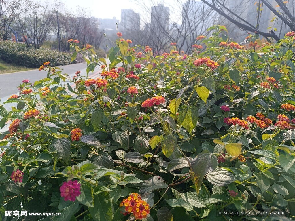 路边多彩花卉绽放