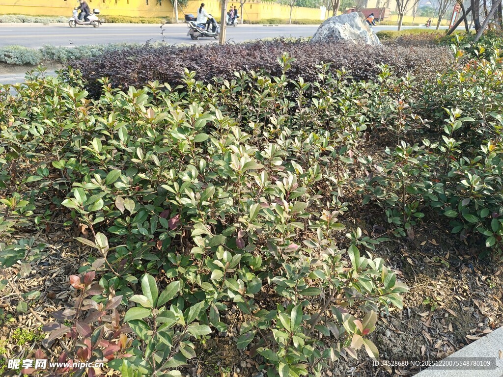 户外繁茂绿植景观