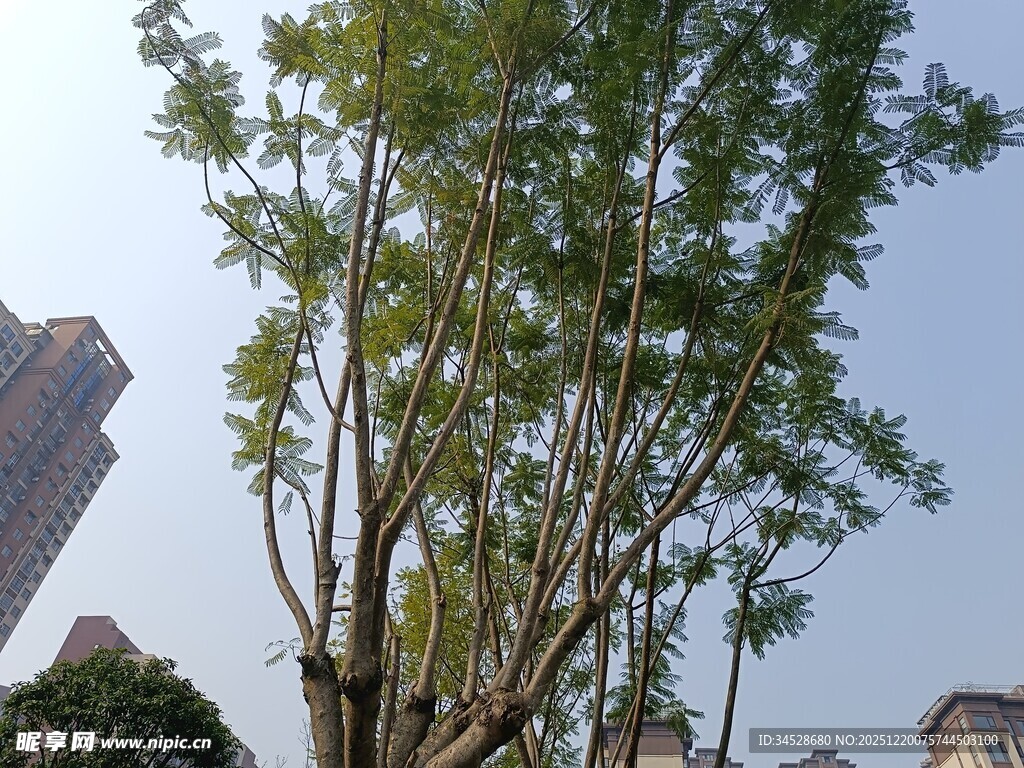 城市中的葱郁绿树