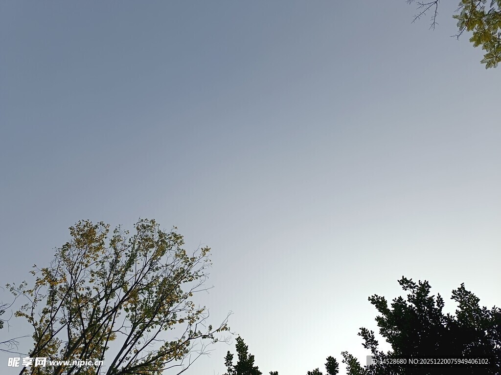 仰视天空中的树木与阳光