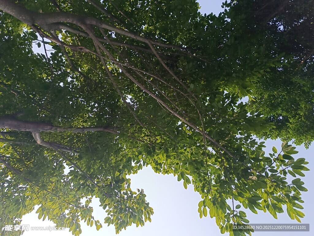 仰视繁茂绿树树冠