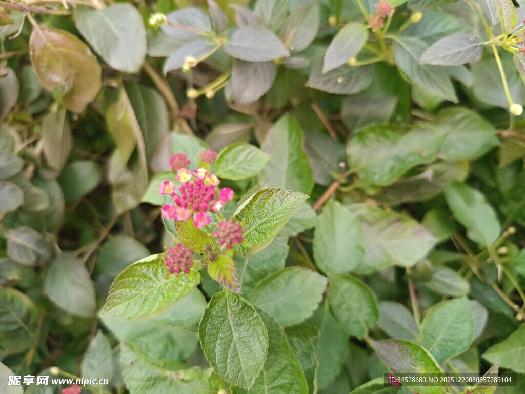 绿叶丛中的娇艳红花