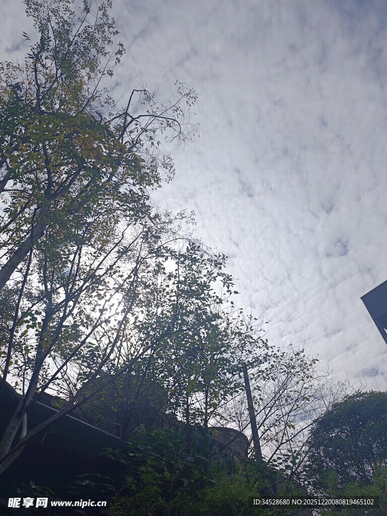 树林间的天空景象