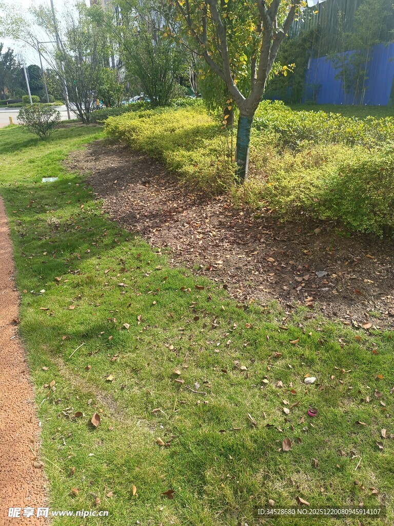 户外小径旁的绿植景观