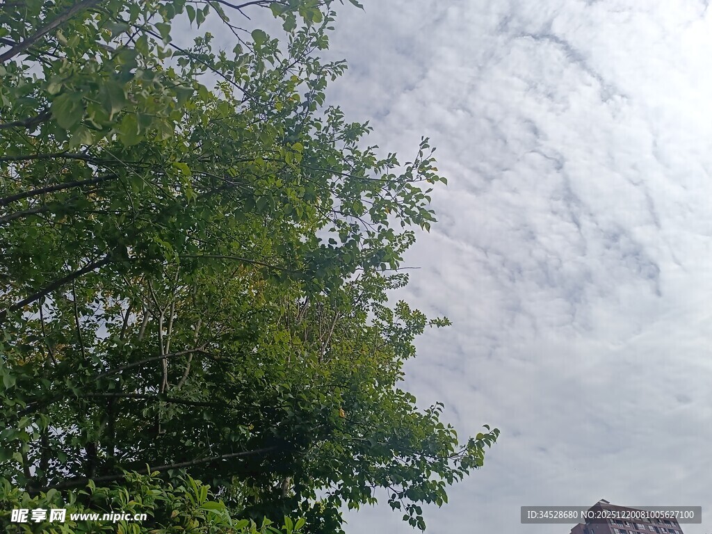 绿树映衬下的多云天空