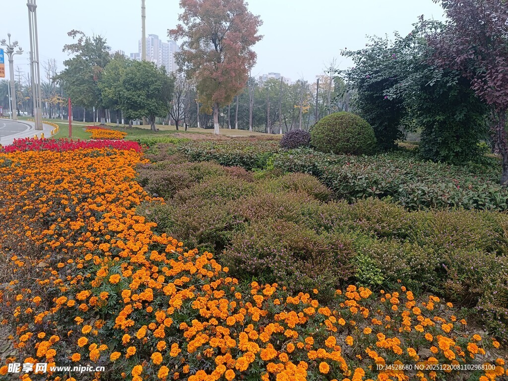 秋日绚烂花海景观