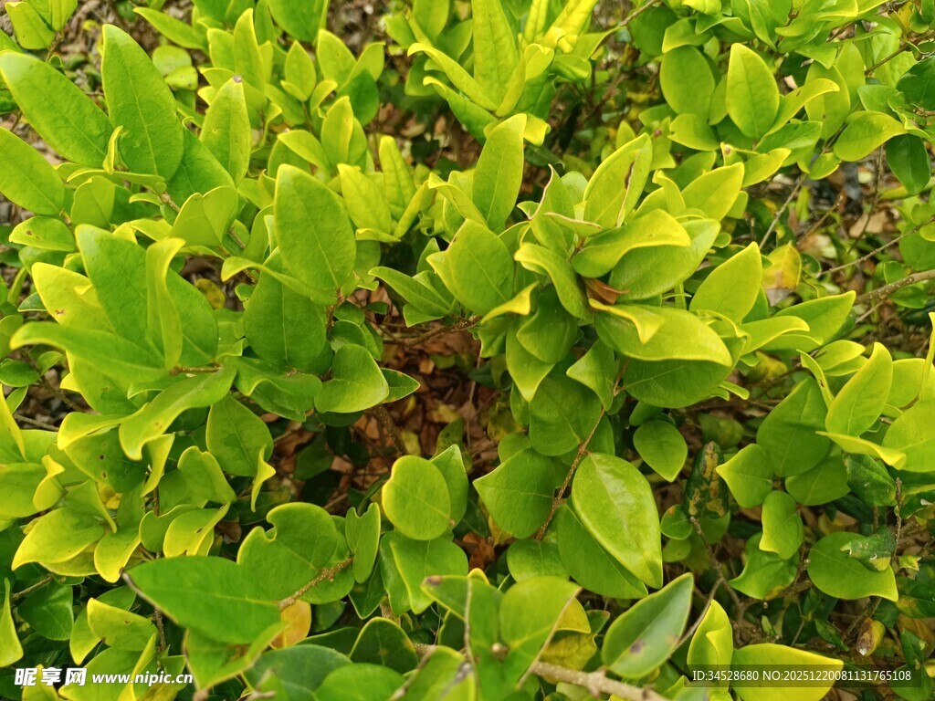 翠绿繁茂的植物叶片