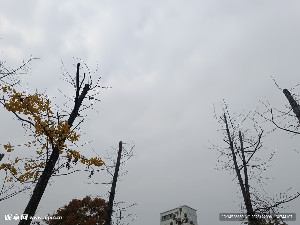枯树挺立在灰白天空下