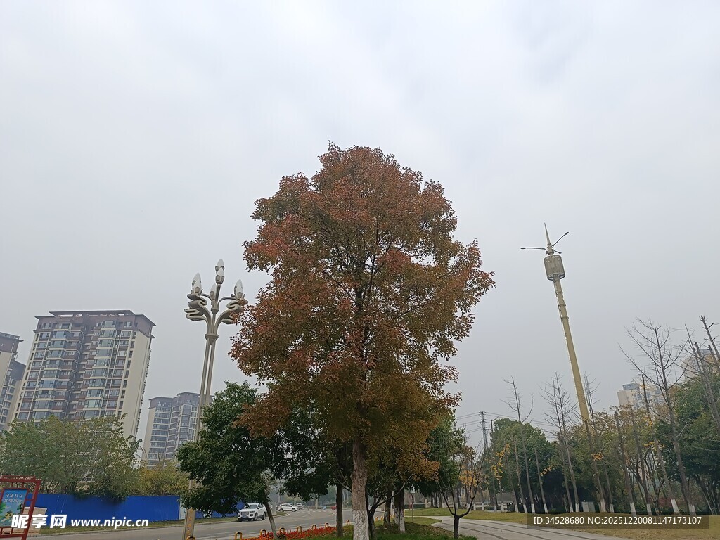 秋日城市中的多彩树木