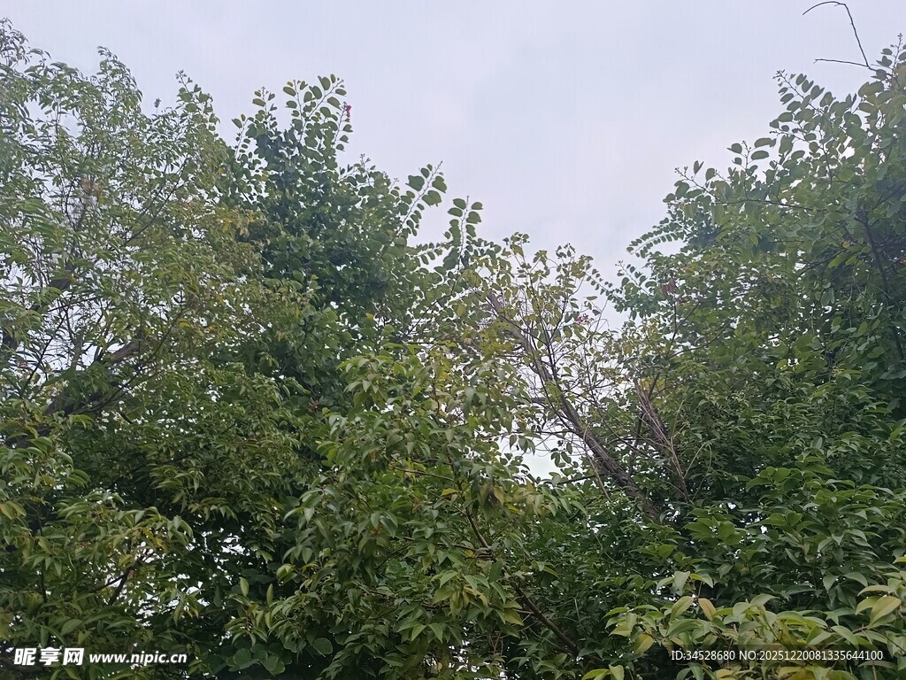 茂密树林绿意盎然