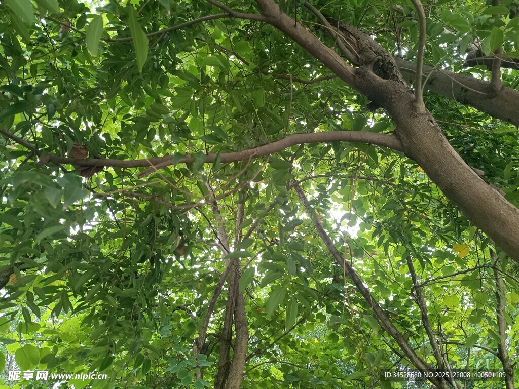 仰视茂密树林绿意盎然