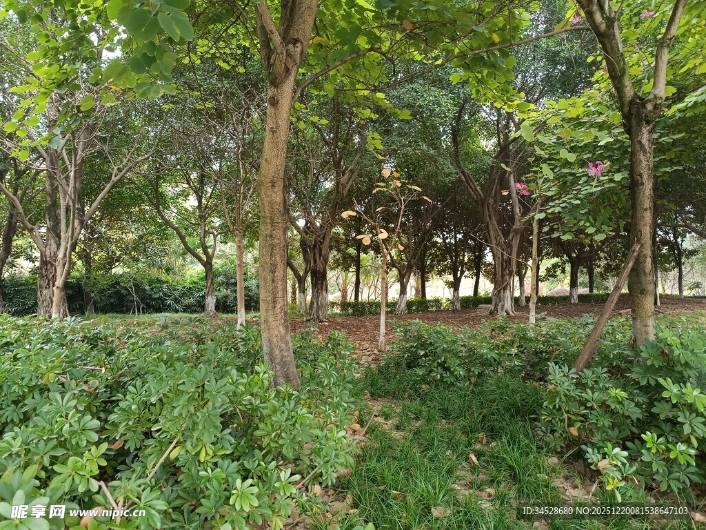 林间绿意盎然的自然景致