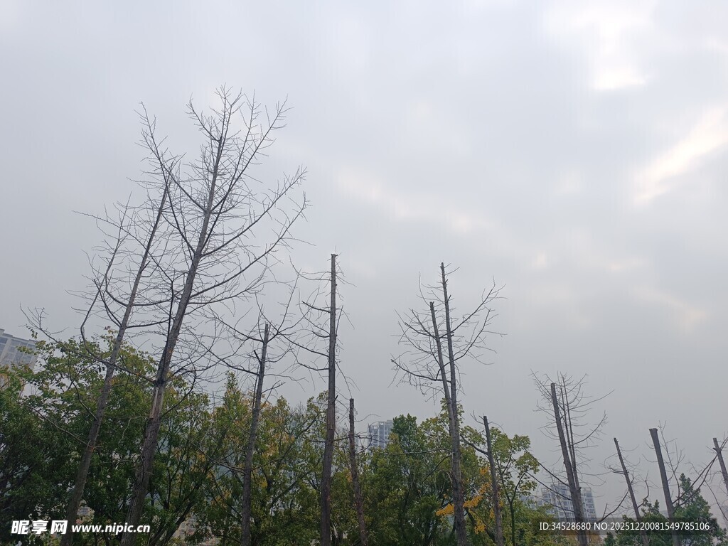 枯树挺立的萧瑟景象