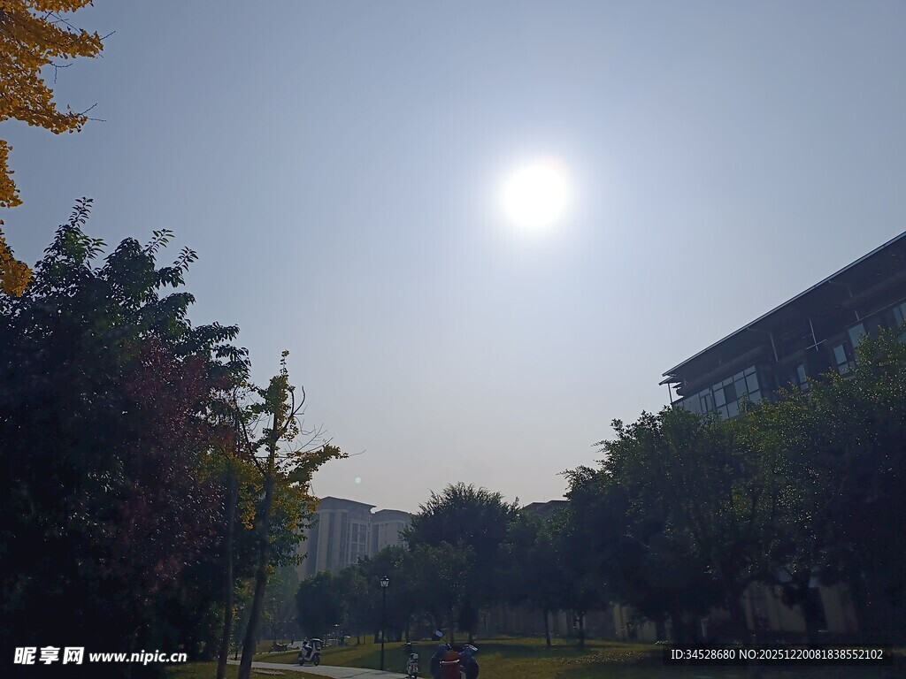 阳光洒落的校园林荫道